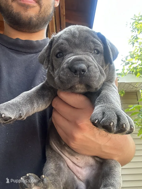 Gelato – Cane Corso puppy for sale in Haskell, NJ