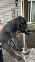 Biscotti, a female Cane Corso for sale in Haskell, NJ – 4 of 4