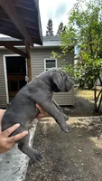 Zeppole, a male Cane Corso for sale in Haskell, NJ – 2 of 3