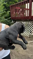 Sambuca, a male Cane Corso for sale in Haskell, NJ – 4 of 4