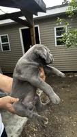 Gelato, a female Cane Corso for sale in Haskell, NJ – 3 of 3