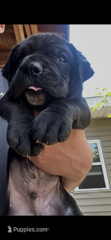 Sambuca – Cane Corso puppy for sale in Haskell, NJ