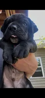 Sambuca, a male Cane Corso for sale in Haskell, NJ – 1 of 4
