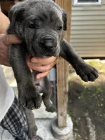 Cannoli, a male Cane Corso for sale in Haskell, NJ – 2 of 2