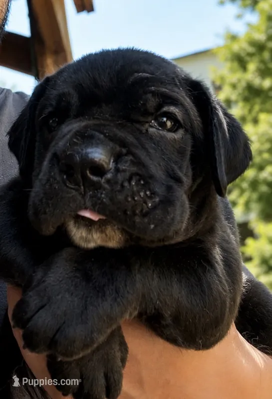 Tiramisu – Cane Corso puppy for sale in Haskell, NJ