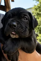 Tiramisu, a male Cane Corso for sale in Haskell, NJ – 1 of 4