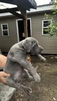 Zeppole, a male Cane Corso for sale in Haskell, NJ – 2 of 4