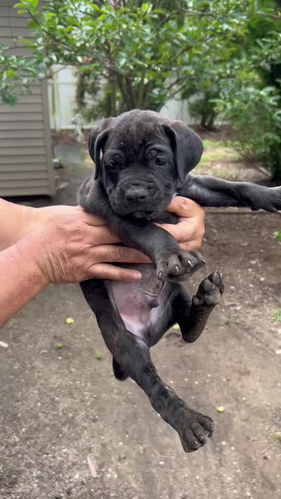 Tiramisu, a male Cane Corso for sale in Haskell, NJ – 4 of 4