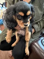 AKC Pretty Pistol , a female Cavalier King Charles Spaniel for sale in Bellflower, CA – 3 of 10
