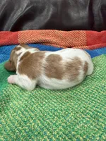 AKC Mr Woderfull, a male Cavalier King Charles Spaniel for sale in Bellflower, CA – 7 of 10