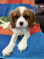 AKC Happy Girl, a female Cavalier King Charles Spaniel for sale in Bellflower, CA – 9 of 10