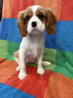 AKC Happy Girl, a female Cavalier King Charles Spaniel for sale in Bellflower, CA – 10 of 10