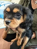 AKC Pretty Pistol , a female Cavalier King Charles Spaniel for sale in Bellflower, CA – 8 of 10