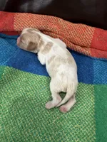 AKC Rudolph , a male Cavalier King Charles Spaniel for sale in Bellflower, CA – 6 of 10