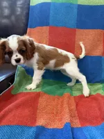AKC Taylor Swift, a female Cavalier King Charles Spaniel for sale in Bellflower, CA – 8 of 10