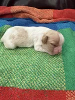 AKC Rudolph , a male Cavalier King Charles Spaniel for sale in Bellflower, CA – 8 of 10