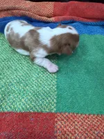 AKC Mercedes, a female Cavalier King Charles Spaniel for sale in Bellflower, CA – 8 of 10