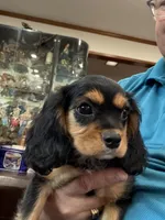 AKC Pretty Pistol , a female Cavalier King Charles Spaniel for sale in Bellflower, CA – 2 of 10