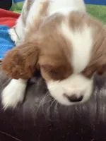 AKC Queen’s Baby , a female Cavalier King Charles Spaniel for sale in Bellflower, CA – 3 of 10