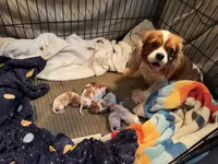 AKC Rudolph , a male Cavalier King Charles Spaniel for sale in Bellflower, CA – 9 of 10