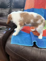AKC Queen’s Baby , a female Cavalier King Charles Spaniel for sale in Bellflower, CA – 6 of 10