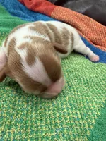 AKC Mr Woderfull, a male Cavalier King Charles Spaniel for sale in Bellflower, CA – 2 of 10