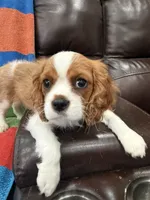 AKC Travis Kelcy, a male Cavalier King Charles Spaniel for sale in Bellflower, CA – 6 of 10