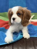 AKC Elvis, a male Cavalier King Charles Spaniel for sale in Bellflower, CA – 4 of 10