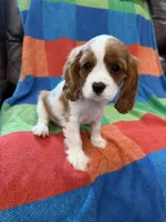AKC Bella, a female Cavalier King Charles Spaniel for sale in Bellflower, CA – 6 of 10