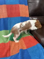 AKC Elvis, a male Cavalier King Charles Spaniel for sale in Bellflower, CA – 7 of 10