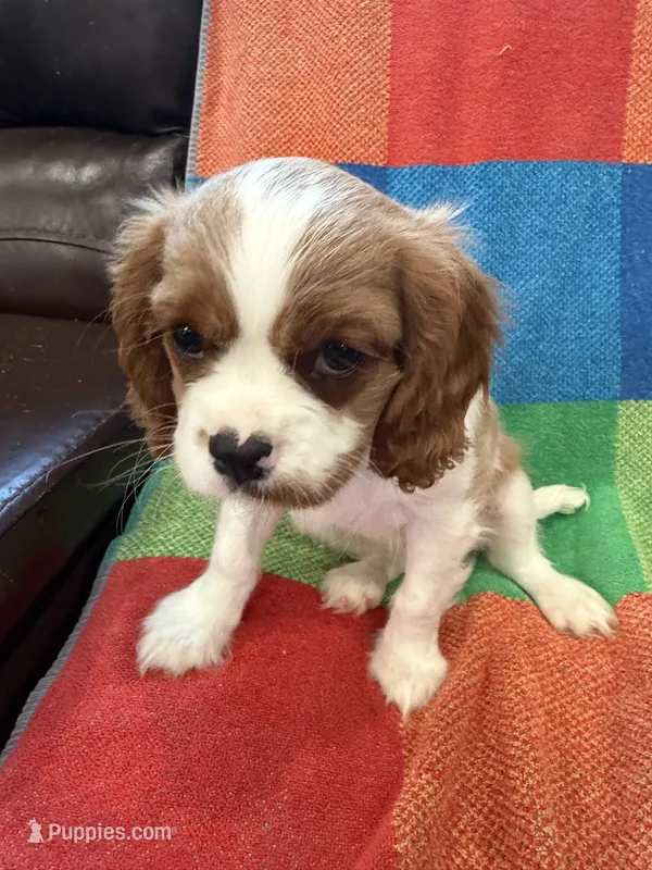 AKC Queen’s Baby  – Cavalier King Charles Spaniel puppy for sale in Bellflower, CA
