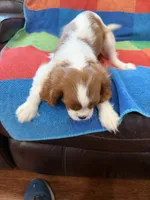 AKC Handsome Boy, a male Cavalier King Charles Spaniel for sale in Bellflower, CA – 6 of 10