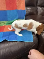 AKC Pretty Girl , a female Cavalier King Charles Spaniel for sale in Bellflower, CA – 3 of 10