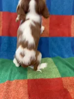 AKC Handsome Boy, a male Cavalier King Charles Spaniel for sale in Bellflower, CA – 9 of 10