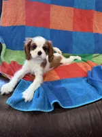 AKC Pretty Girl , a female Cavalier King Charles Spaniel for sale in Bellflower, CA – 6 of 10