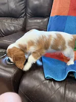 AKC Mello Yello, a male Cavalier King Charles Spaniel for sale in Bellflower, CA – 9 of 10