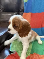 AKC Bella, a female Cavalier King Charles Spaniel for sale in Bellflower, CA – 7 of 10
