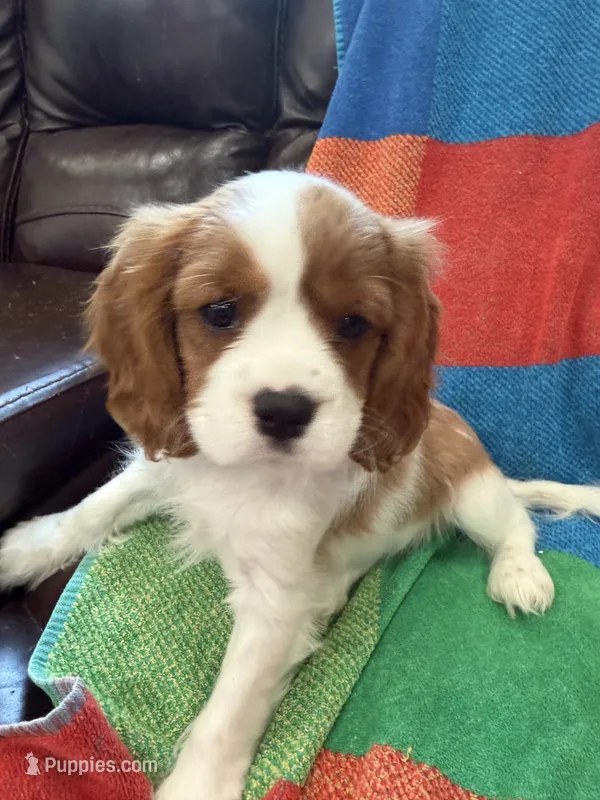 AKC Bella – Cavalier King Charles Spaniel puppy for sale in Bellflower, CA