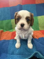 AKC CH Duke, a male Cavalier King Charles Spaniel for sale in Bellflower, CA – 4 of 10