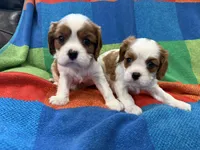AKC CH Duke, a male Cavalier King Charles Spaniel for sale in Bellflower, CA – 6 of 10