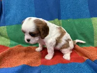 AKC CH Duke, a male Cavalier King Charles Spaniel for sale in Bellflower, CA – 9 of 10