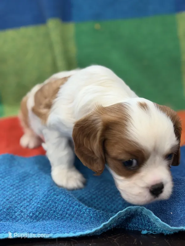 AKC CH Duke – Cavalier King Charles Spaniel puppy for sale in Bellflower, CA