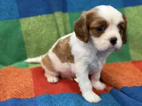 AKC CH Duke, a male Cavalier King Charles Spaniel for sale in Bellflower, CA – 3 of 10