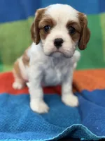 AKC CH Duke, a male Cavalier King Charles Spaniel for sale in Bellflower, CA – 2 of 10