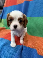 AKC CH Duke, a male Cavalier King Charles Spaniel for sale in Bellflower, CA – 5 of 10