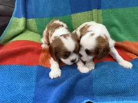 AKC CH Duke, a male Cavalier King Charles Spaniel for sale in Bellflower, CA – 10 of 10
