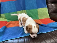 AKC CH Duke, a male Cavalier King Charles Spaniel for sale in Bellflower, CA – 7 of 10