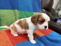 AKC CH Duke, a male Cavalier King Charles Spaniel for sale in Bellflower, CA – 8 of 10