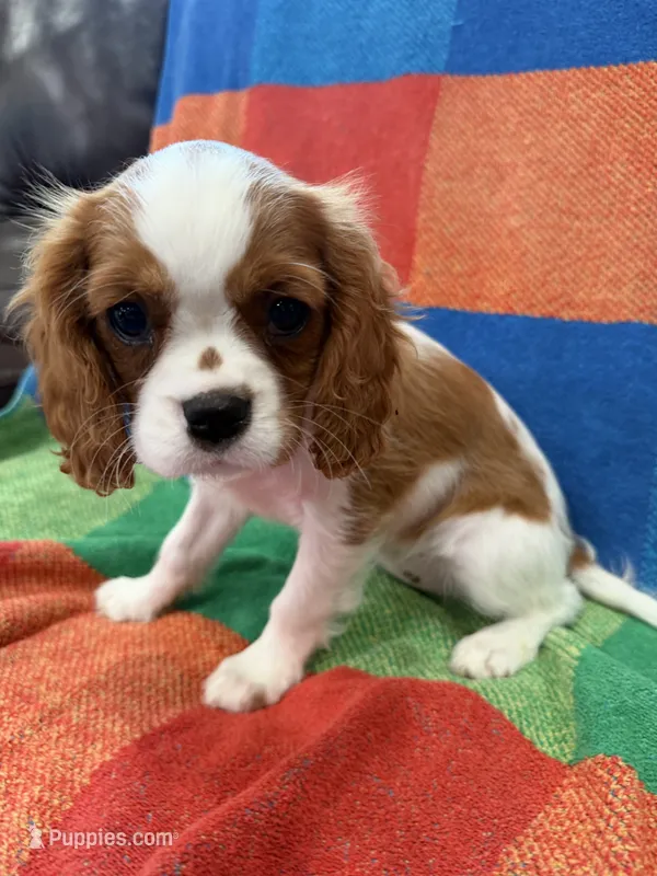 AKC Taylor Swift – Cavalier King Charles Spaniel puppy for sale in Bellflower, CA