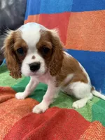 AKC Taylor Swift, a female Cavalier King Charles Spaniel for sale in Bellflower, CA – 1 of 10